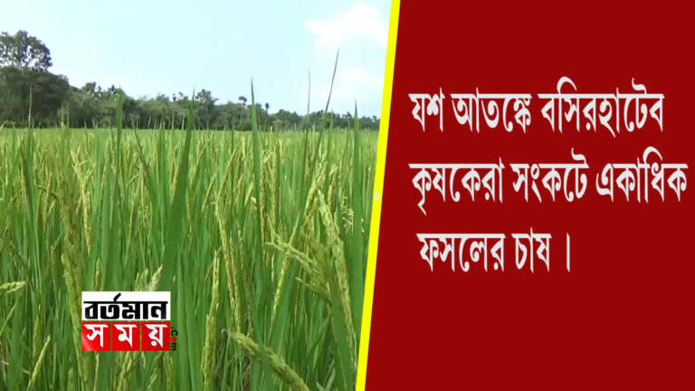 যশ আতঙ্কে বসিরহাটের কৃষকেরা,সংকটে একাধিক ফসলের চাষ।