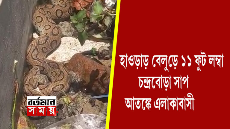নর্দমায় ১১ ফুট চন্দ্রবোড়া,খবর দেওয়া হয় বনদপ্তরে।