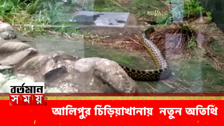 আলিপুর চিড়িয়াখানায় জন্ম নিল নতুন অতিথি।