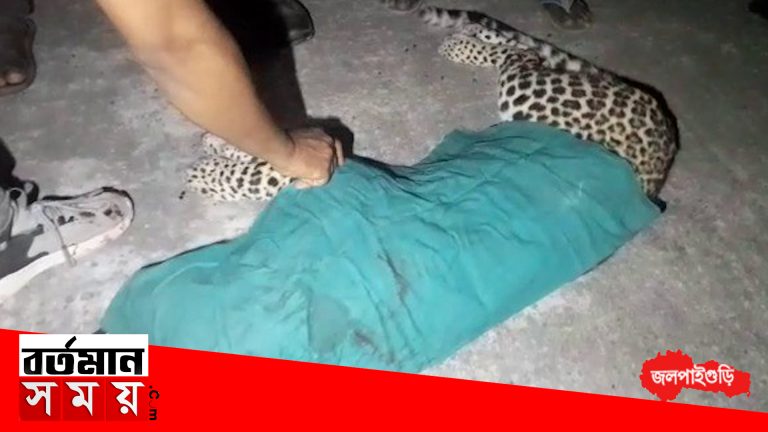 শিলিগুড়িতে গাড়ির ধাক্কায় মৃত্যু চিতাবাঘের