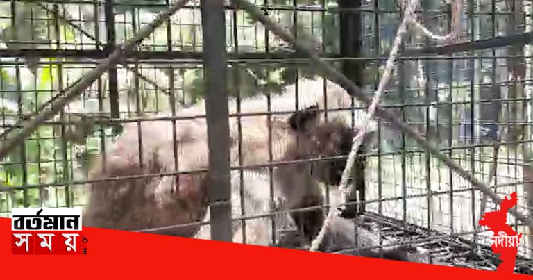 হনুমানের অত্যাচারে অতিষ্ঠ গ্রামের মানুষ।