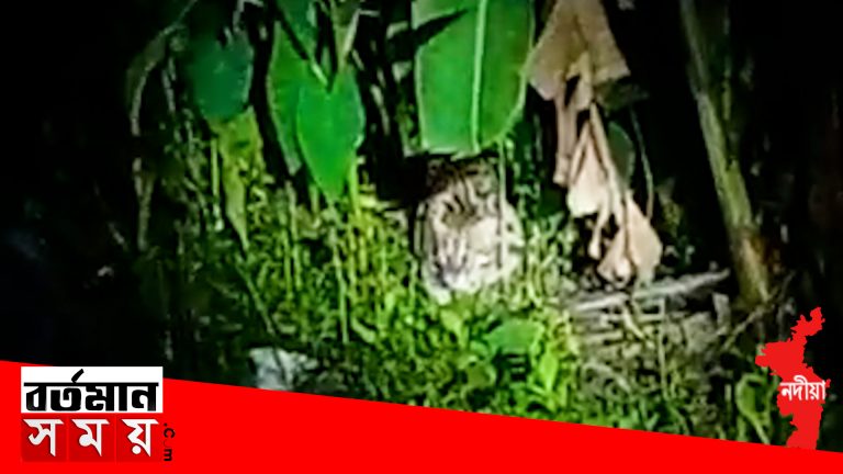 এবার চিতা বাঘের আতঙ্ক নদিয়ার হরিণঘাটায়।