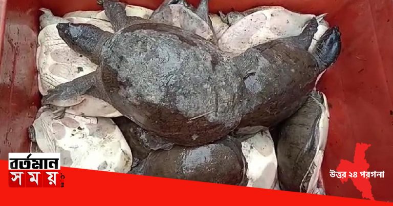 সীমান্ত থেকে কয়েকশো বিরল প্রজাতির কচ্ছপ উদ্ধার, গ্রেফতার ২।