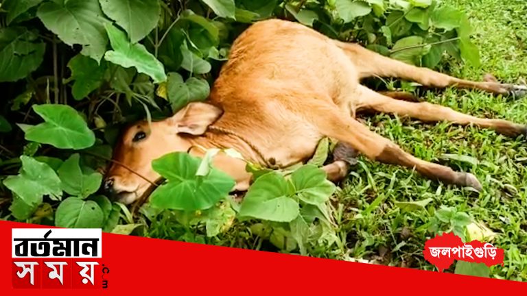 বিদ্যুতের ছেঁড়া তারে গরুর মৃত্যু, বিদ্যুৎ দপ্তরের বিরুদ্ধে গাফিলতির অভিযোগ