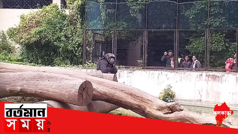 সাত-সকালে শিম্পাঞ্জিকে খাবার দিতে গিয়েই বিপত্তি কলকাতার আলিপুর চিড়িয়াখানায় ।