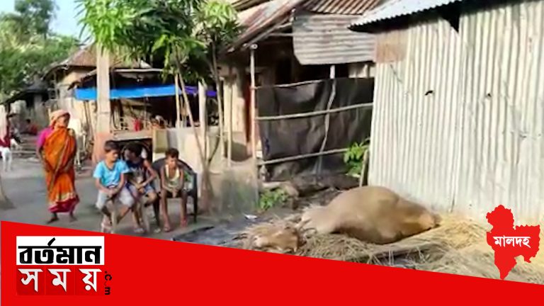 ছিঁড়ে পড়ে থাকা বিদ্যুতিক তারের সংস্পর্শে মৃত গবাদি পশু,সরীসৃপ ও উভচর প্রাণী,প্রাণে বাঁচল কিশোর