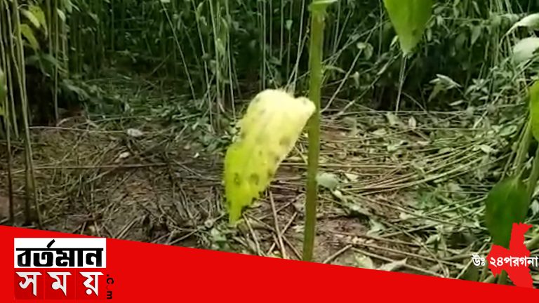 বনগাঁ পাট ক্ষেতের মধ্যে থেকে মাঝ বয়সী মহিলার অর্ধনগ্ন মৃতদেহ উদ্ধার