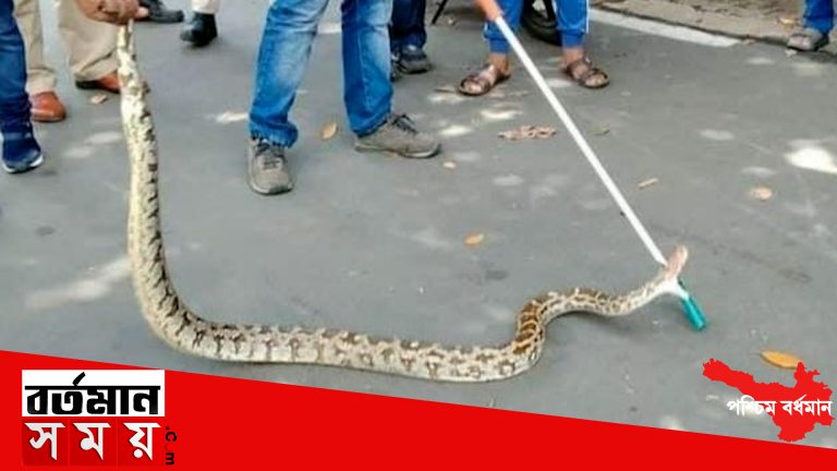 চিত্তরঞ্জনে গাছের উপর বৃহৎ আকারের অজগর সাপ।