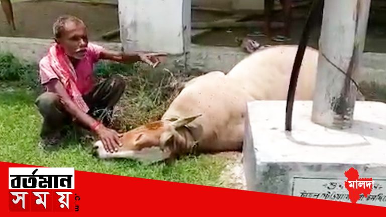 চাঁচলে বিদ‍্যুৎস্পৃষ্ট হয়ে মৃত‍্যু গাভীর,ক্ষতিপূরণের দাবি