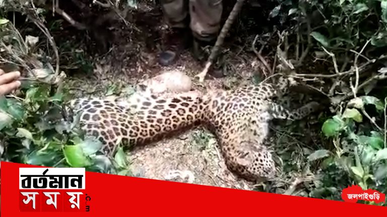 ডুয়ার্সের মরাঘাট চা বাগান থেকে উদ্ধার চিতাবাঘের দেহ
