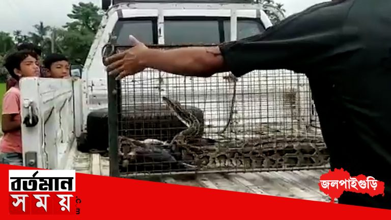 মুরগি আহার করে পেট ফুলে কলা গাছ! খাঁচায় আটকে রইল বিশালাকার অজগর