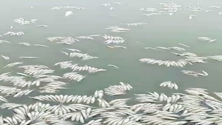 পুকুরে বিষ দিয়ে মেরে ফেলা হলো লক্ষাধিক টাকার মাছ,