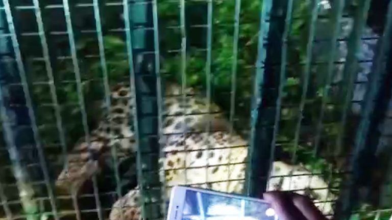 ছাগল বাঁচাতে ফাঁদ পেতে চিতাবাঘ ধরলো প্রৌঢ়