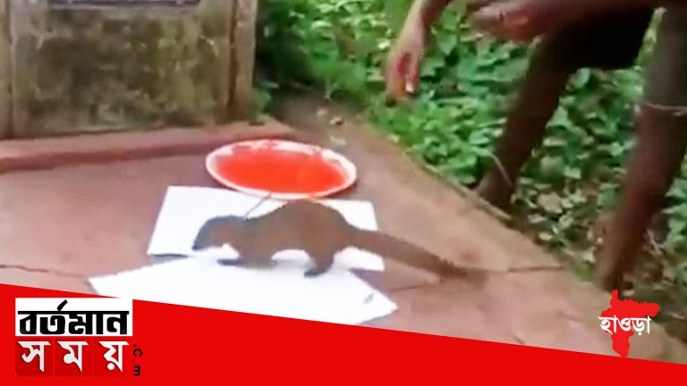 নেউলকে ব্যবহার করে ছবি এঁকে বিপাকে উলুবেড়িয়ার চিত্র শিল্পী।