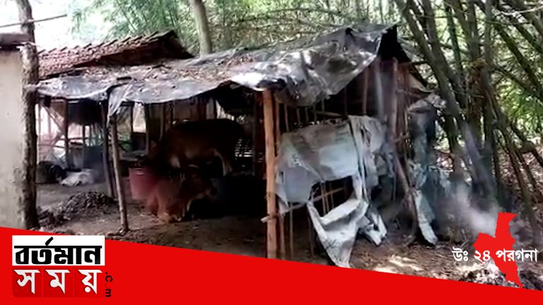 দত্তপুকুর থানার কদম্বগাছি পঞ্চায়েতের রথতালা মহিমতি পাড়ায় একটি গোয়াল ঘরে গতকাল সন্ধ্যায় বেশ কিছু বোমা মজুদ করা ছিল।