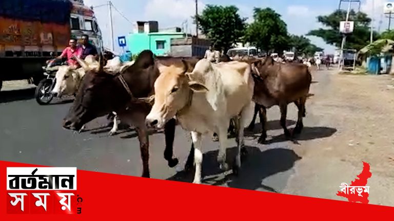 ফের ৫২ টি গরু সহ ৪ জনকে আটক করল রামপুরহাট থানার পুলিশ।