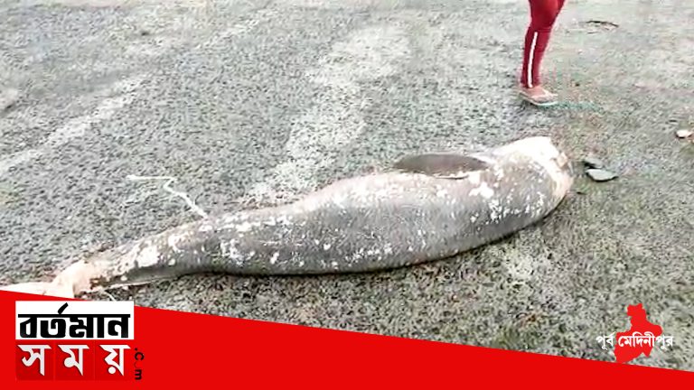 দিঘার সৈকতে ভেসে এলো মৃত ডলফিন মাছ।