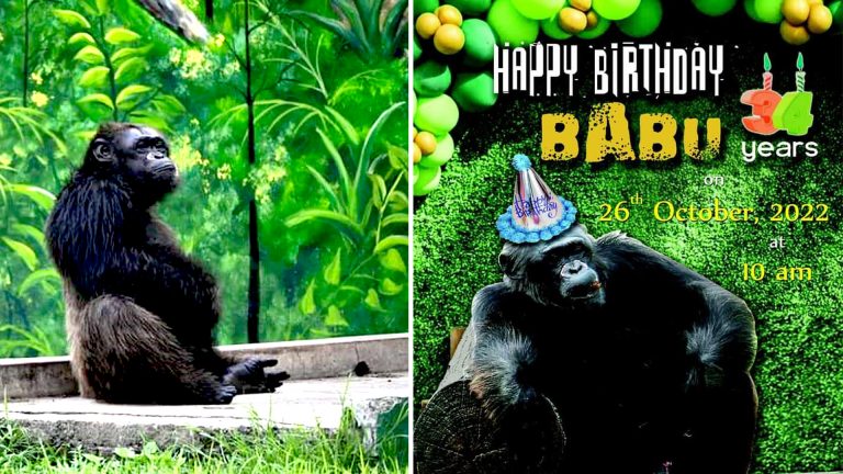 শিম্পাঞ্জি ‘বাবু’র ৩৪ তম জন্মদিন উপলক্ষে সেজে উঠেছে আলিপুর চিড়িয়াখানা।