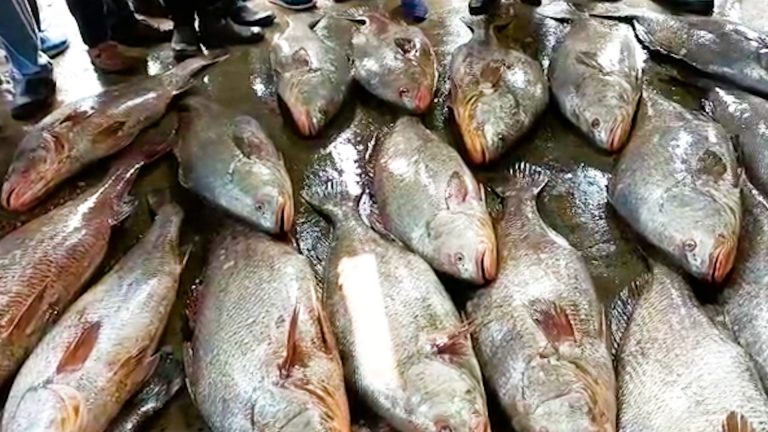 দীঘায় উঠলো প্রায় কোটি টাকার ২২টি তেলিয়া ভোলা