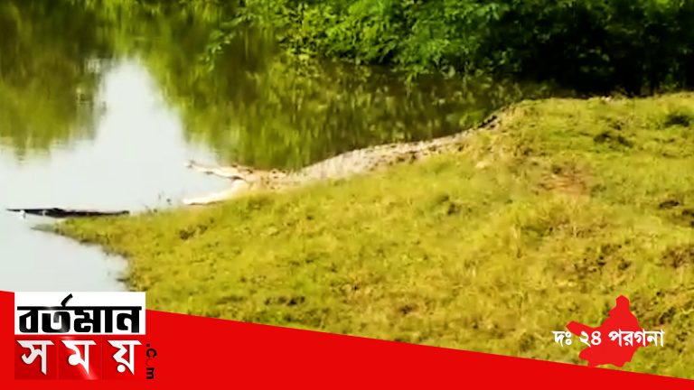 রায়দিঘিতে আবারো লোকালয়ে কুমির আতঙ্ক