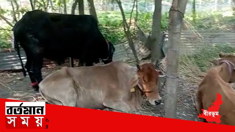 ফের ভিন রাজ্য থেকে গরু পাচার রুখলো বীরভূমের নলহাটি থানার পুলিশ।