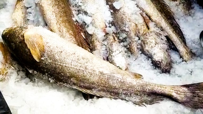 একরাতের মৎস্য শিকারির খুলে গেল ভাগ্য মৎস্যজীবীদের