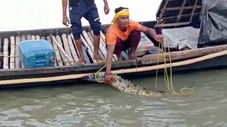 মুর্শিদাবাদের ফরাক্কার গঙ্গায় উদ্ধার একটি ঘড়িয়াল