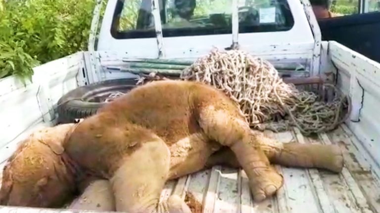 চা বাগানের নালায় পড়ে হস্তিশাবকের মৃত্যু