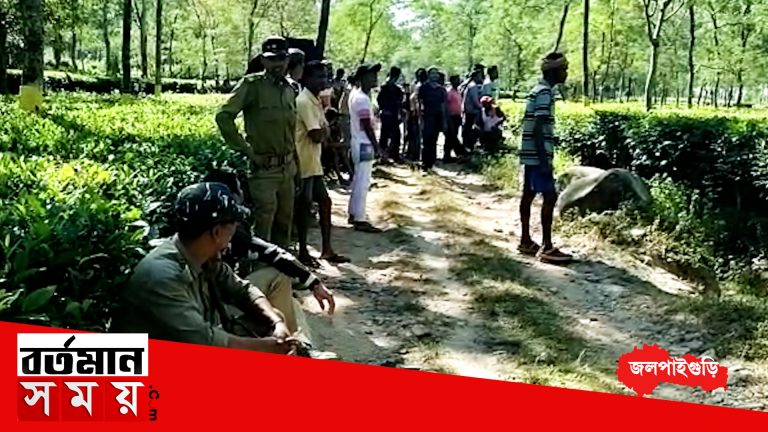 ঘাঠিয়া চা বাগানে হাতির দল