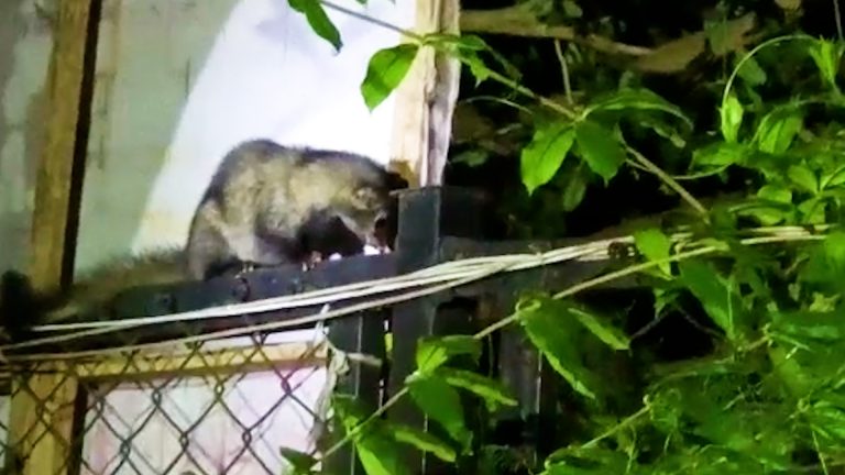 জঙ্গলে ঘেরা সরকারি রিসোর্টে এক অজানা জন্তু ,জন্তুটির নাম গন্ধগোকুল ।