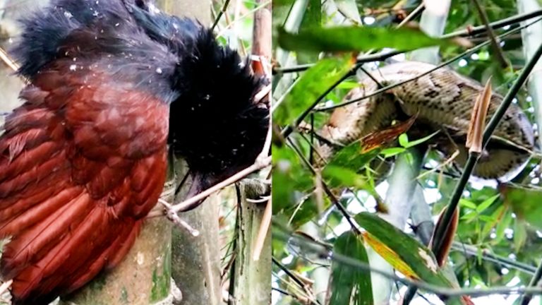 পাখি শিকার করতে এসে বিপাকে পাইথন