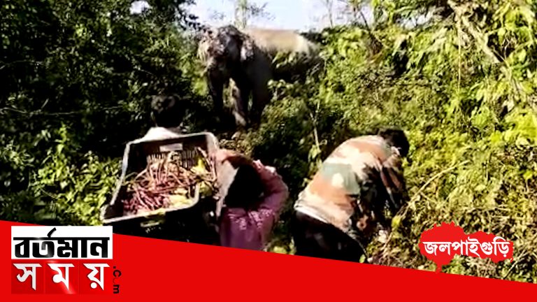 পায়ে যন্ত্রণা নিয়ে দাঁড়িয়ে অসুস্থ হাতি, খাবারের যোগান দিল গ্রামবাসীরা
