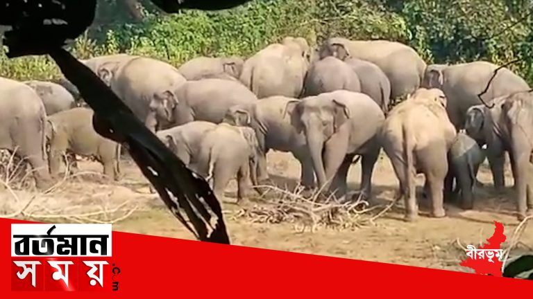হঠাৎই বীরভূমে দেখা গেলো ৩০ টির বেশি একটি হাতির দল।