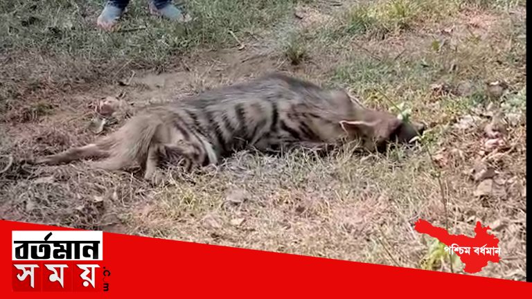 বন শুকর ও খরগোশ ধরার ফাঁদে ধরা পড়লো বিশাল আকারের এক হায়না