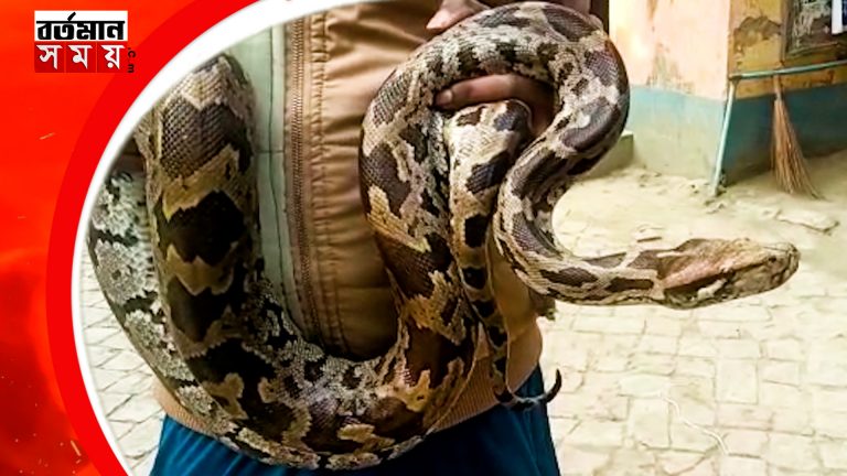 মালদহে উদ্ধার ইন্ডিয়ান রক পাইথন,পলাতক সাপুড়ে