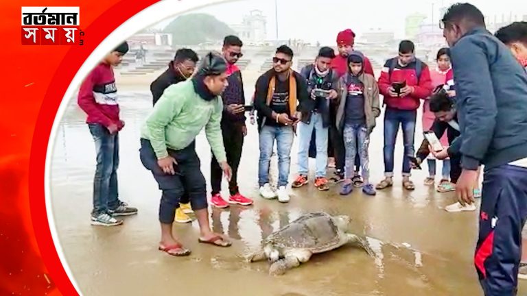 দীঘা মোহনায় দেখা মিলল বিরল প্রজাতির কচ্ছপ।