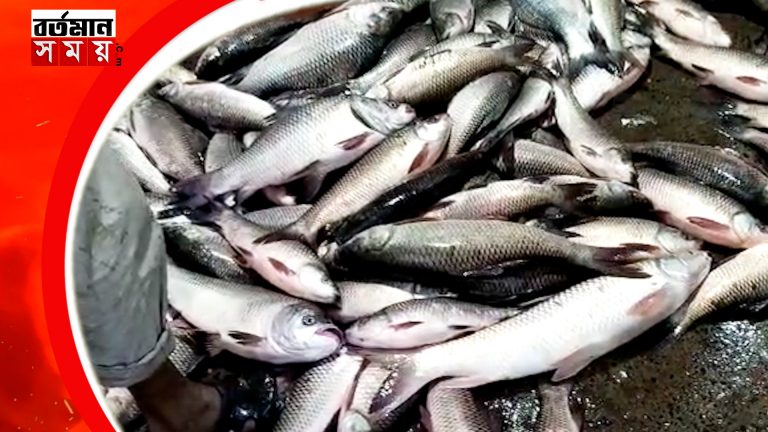 সিজোনেতে জোগান বেশি, তাই দাম স্বাভাবিক মাছের ।