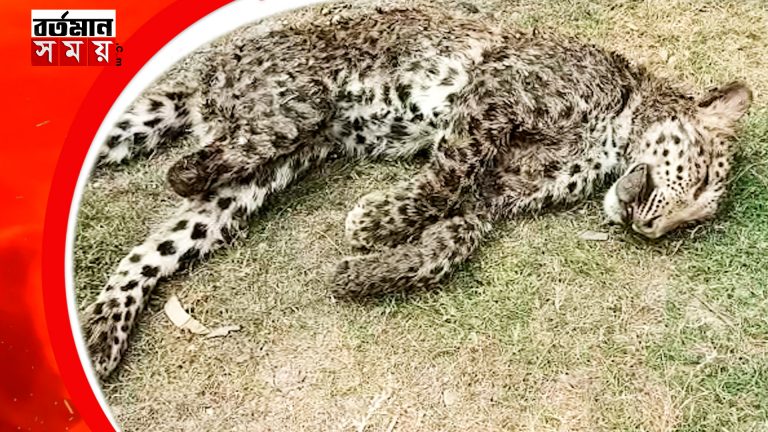 জলপাইগুড়িতে বন্য শূকরের সঙ্গে লড়াইয়ে চিতা বাঘের মৃত্যু।