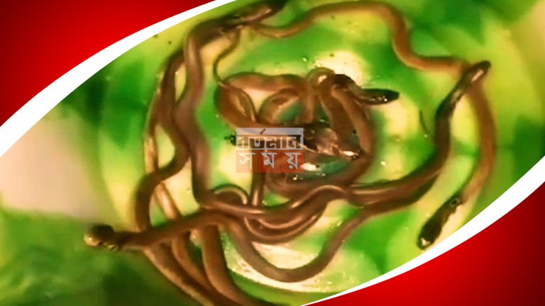 জলপাইগুড়ির প্রাথমিক স্কুলে উদ্ধার গোখরো সাপের ৩০ টি ছানা।