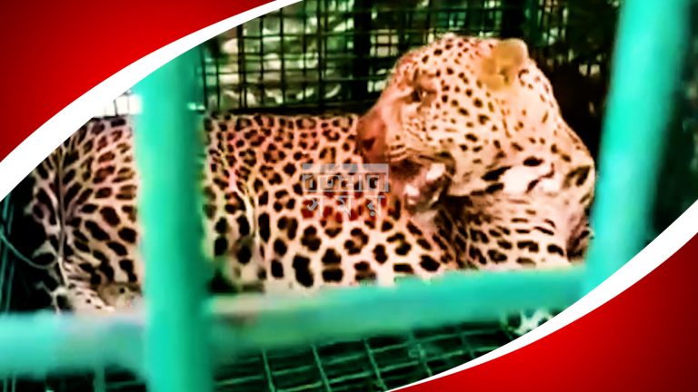 জলপাইগুড়িতে ছাগলের লোভে বন্দি লেপার্ড।