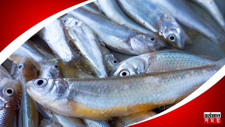 দীর্ঘ প্রায় আট মাস পর তিস্তায় ফিরল প্রয়াত জ্যোতি বসুর প্রিয় মাছ।