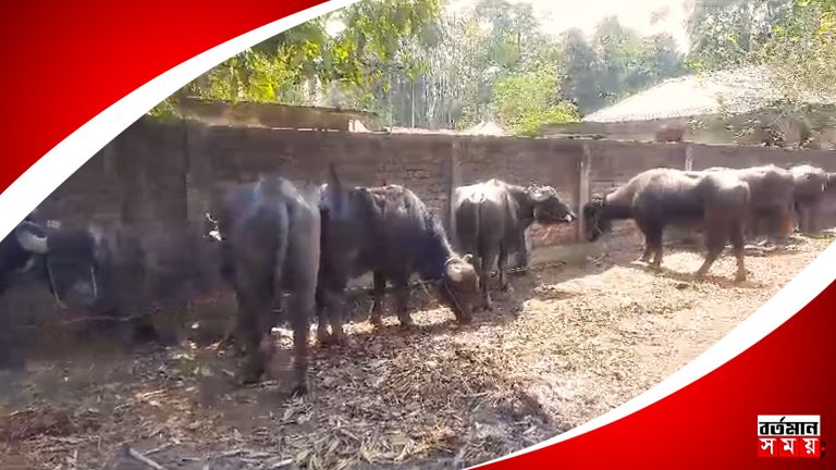 বাংলাদেশে পাচারের আগে উদ্ধার ৪০ টি মহিষ, গ্রেফতার ২ পাচারকারী।