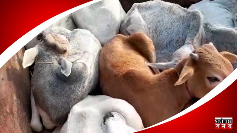 ২১ টি গরুসহ চার জনকে গ্রেপ্তার করলো সিউড়ি থানার পুলিশ।