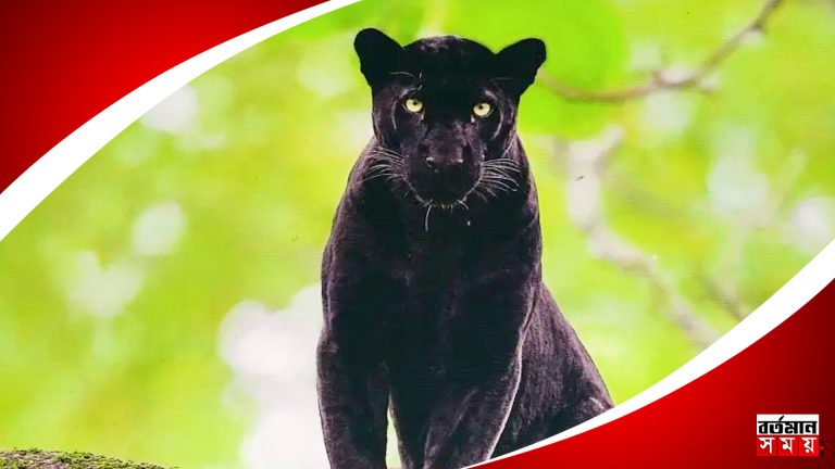 কার্শিয়াংয়ে দেখা মিলল কালো চিতা বাঘের।