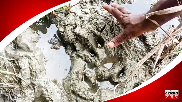 ফের বাঘের আতঙ্ক কুলতলীতে !